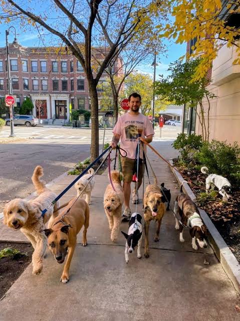 Dog walker seo SEO for Dog Walking companies